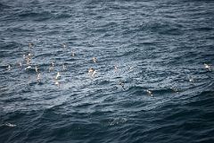 13A Cape Petrel Birds Follow The Quark Expeditions Cruise Ship In The Drake Passage Sailing To Antarctica.jpg